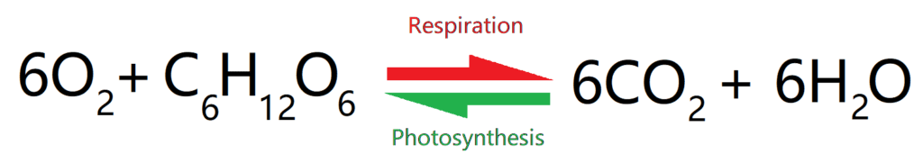 Photosynthesis + Respiration equation