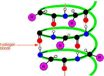 Alpha helix (secondary structure)