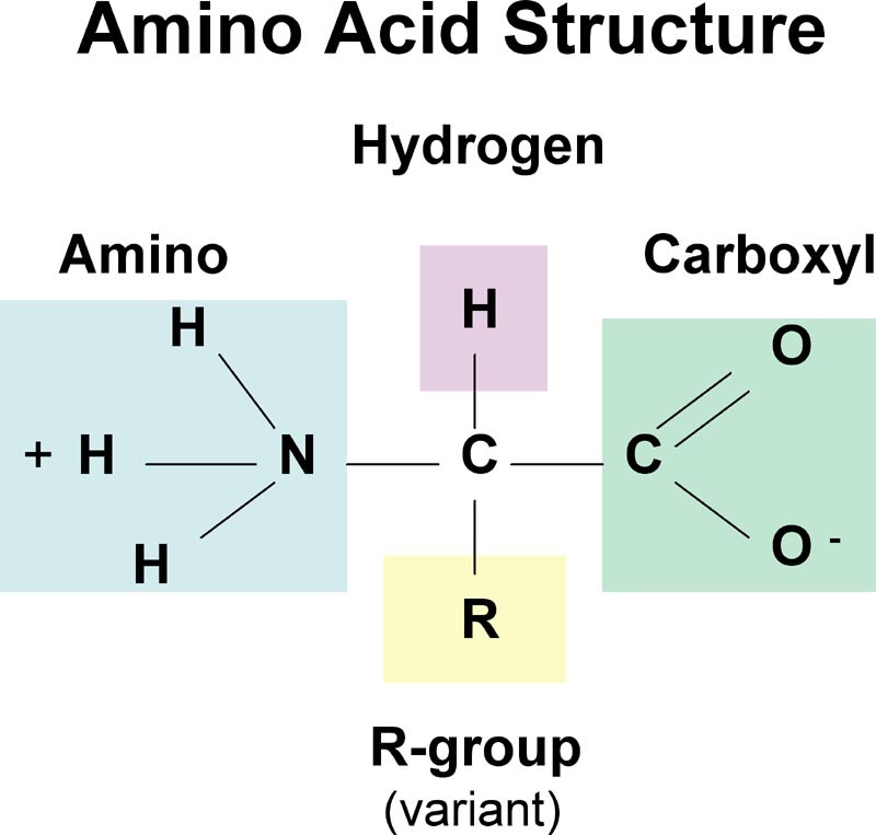 Amino acid structure (functional groups)