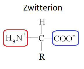 Amino acid zwitterion diagram