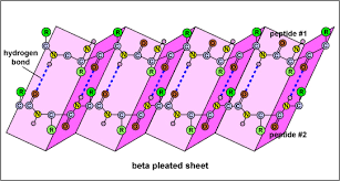Beta pleated sheet (secondary structure)
