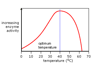 Temp. effect on enzymes