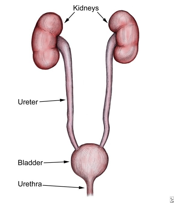 Kidney ureter bladder diagram