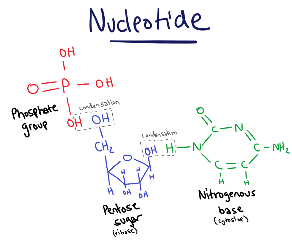 A Nucleotide