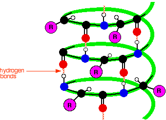 Alpha helix (secondary structure)