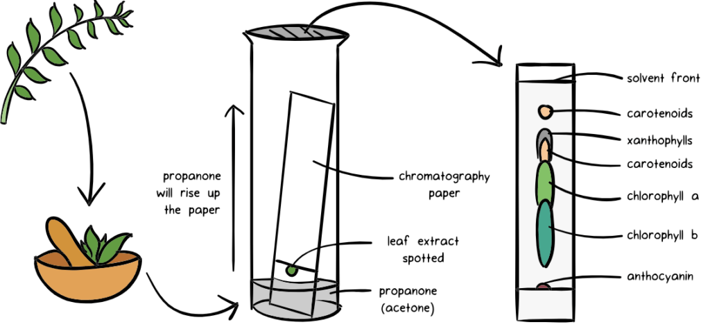 Chromatography diagram
