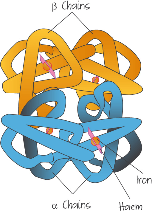 Quaternary structure (proteins)