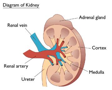 Kidney diagram