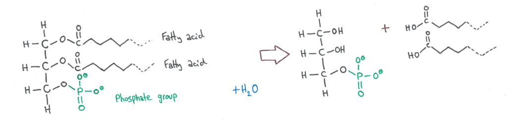 Phospholipid hydrolysis